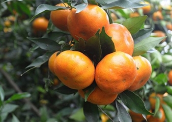 how to choose fresh delicious tangerines 125224