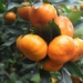 how to choose fresh delicious tangerines 125224