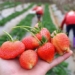 how to differentiate moc chau strawberries from chinese strawberries 126135