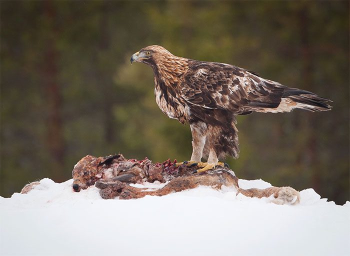 The talons on a golden eagle's feet are curved and sharp.