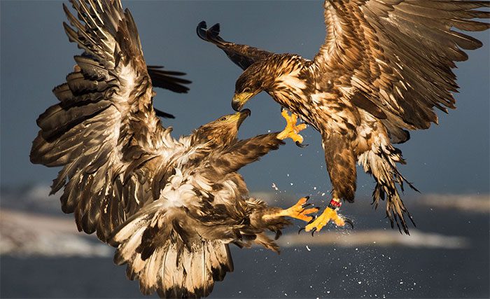 The diving speed of a golden eagle can reach 245 km/h