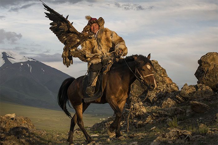 Golden eagles build nests on conifer trees over 30 meters tall