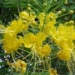 hue yellow scented flower 6677
