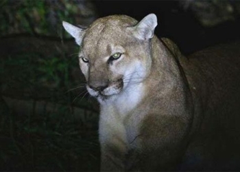 humans are the main cause of the death of mountain lions 126511