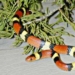humans know how to look close to avoid snake 7161