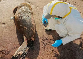 hundreds of sea lions and wild birds die from bird flu 125701