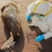 hundreds of sea lions and wild birds die from bird flu 125701