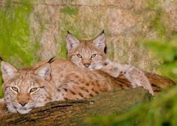 hydropower criticized for nearly extinct hundreds of wildlife species 126193