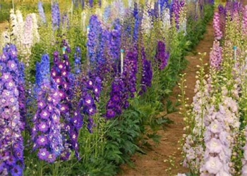 imported flower causing a sensation unique for a time used as a repellent 126279