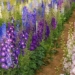 imported flower causing a sensation unique for a time used as a repellent 126279