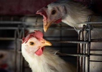 influenza epidemic worst in japan chicken choice 126764