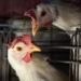 influenza epidemic worst in japan chicken choice 126764