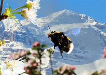 insects can fly high into the sky 124802