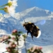 insects can fly high into the sky 124802