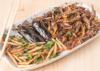 insects contribute to protecting the earth 125346