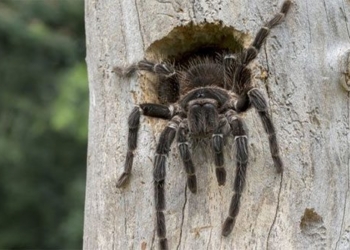 interesting facts about tarantula spiders 126424