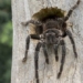 interesting facts about tarantula spiders 126424
