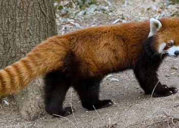 is the red panda the animal with the longest tail on earth 126514