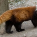 is the red panda the animal with the longest tail on earth 126514