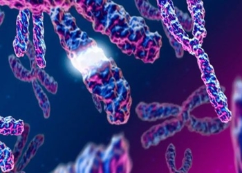 japan breakthrough creates mice from two german mice 126241