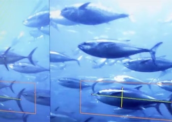 japan uses ai in fish farming 125913