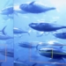 japan uses ai in fish farming 125913