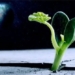 japanese companies are seeking ways to cultivate food on the moon 124778