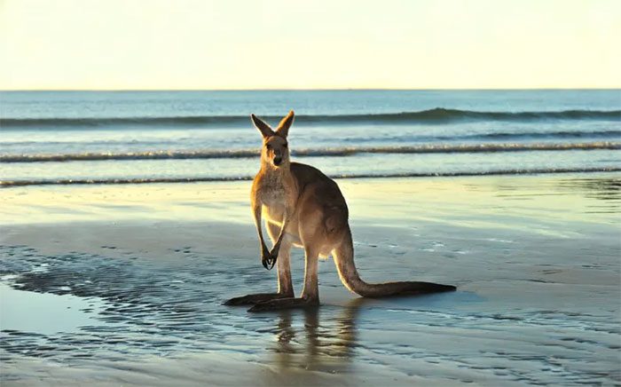 The lower body of kangaroos is very different from that of other animals.