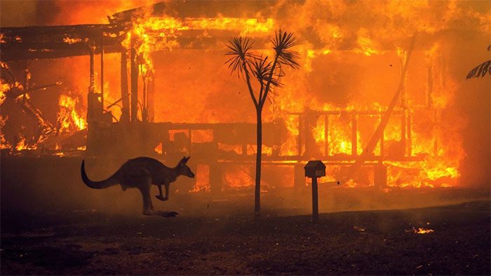A kangaroo jumping over a house on fire in Lake Conjola, Australia