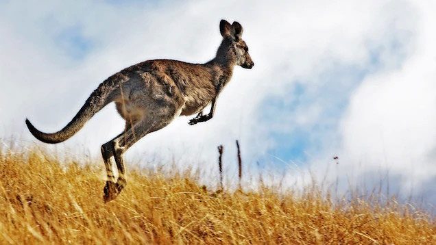 Kangaroo