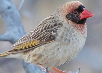 kenya declares war on 6 million quelea birds destroying crops 125401