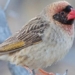 kenya declares war on 6 million quelea birds destroying crops 125401