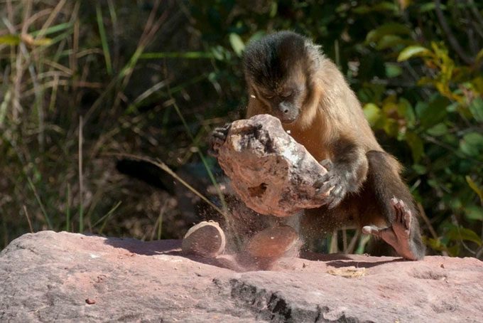 Monkeys using stones to crack nuts.