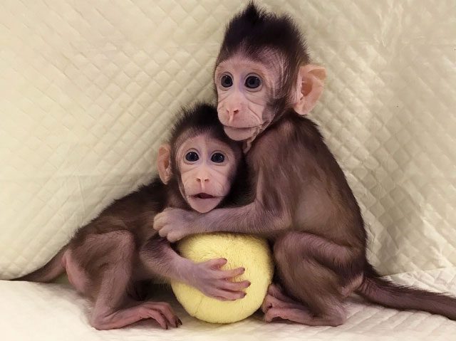 Monkeys Zhong Zhong and Hua Hua