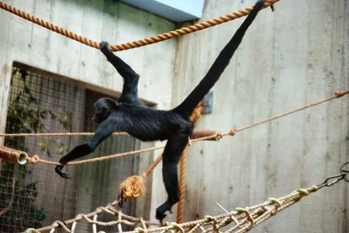 Brown-Headed Spider Monkey