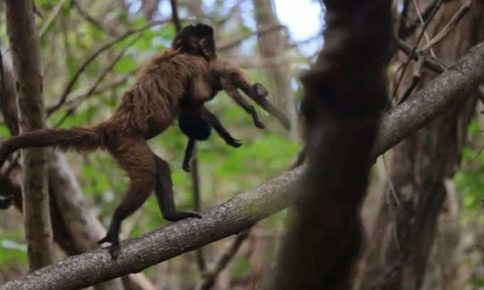 Mother monkey carrying the deceased infant among branches.
