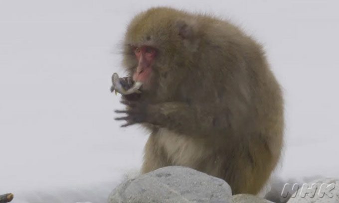 Snow monkeys in the Kamikochi region catching fish from the river.
