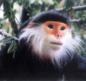 Red-faced monkey in Huong Lap forest, Huong Hoa district, Quang Tri province