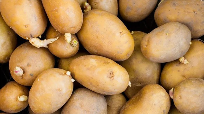 Sprouted or green potatoes contain high concentrations of toxins.