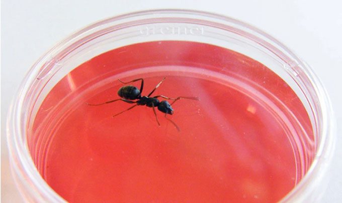 Black ants capable of detecting cancer.