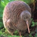 kiwi bird no wings 6640