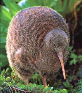 Kiwi Bird