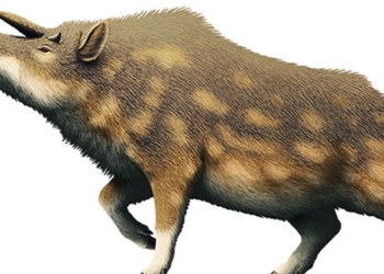 kubanochoerus gigas an extinct large pig like creature similar to a unicorn in mythology 125750