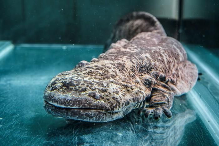 The Chinese giant salamander feeds on insects, frogs, and fish.