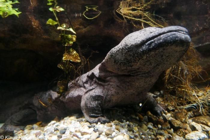 The Chinese giant salamander is known to produce sounds like barking, whining...