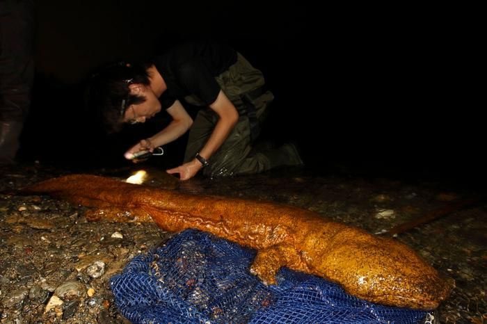 The Chinese giant salamander is an aquatic animal.