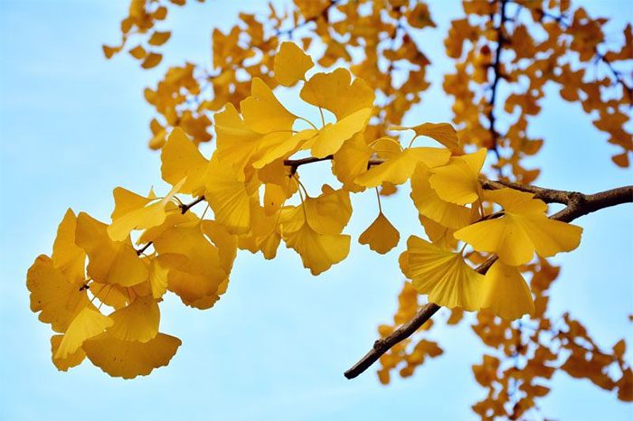 The longevity of the Ginkgo tree is a balance between growth and aging