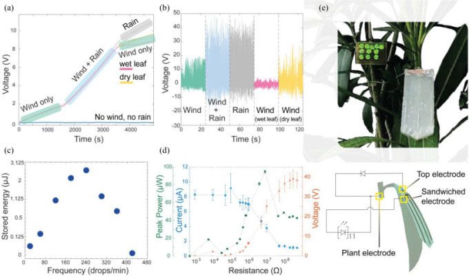 Artificial leaf attached to a real leaf by the IIT research team helps generate electricity from wind and rain.
