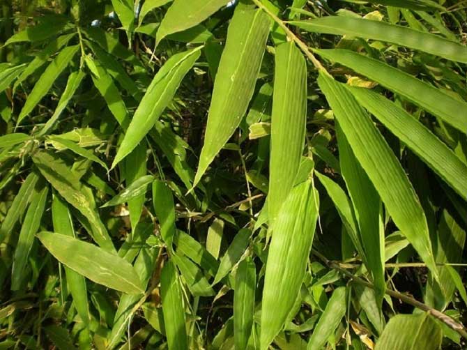 Bamboo Leaves