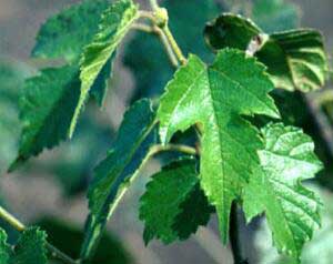 Mulberry Leaves